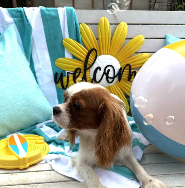 Cavalier King Charles Spaniel Puppies media 6