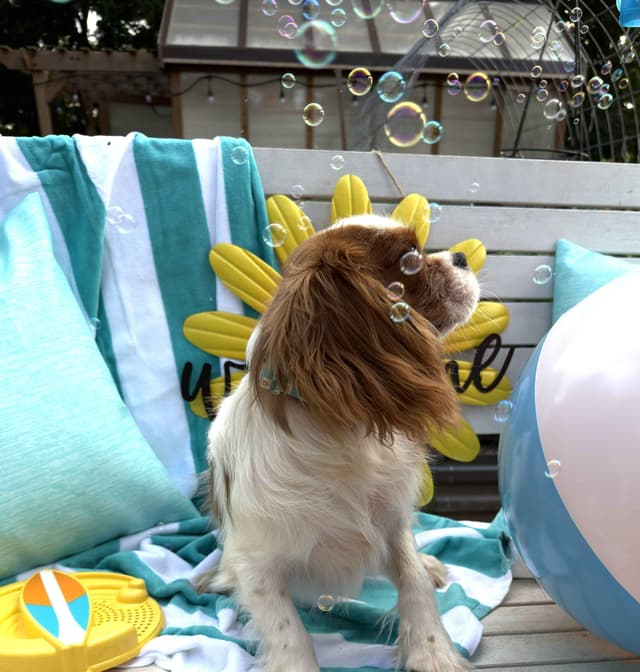 Cavalier King Charles Spaniel Puppies media 5