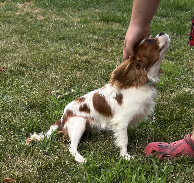Cavalier King Charles Spaniel Puppies media 7