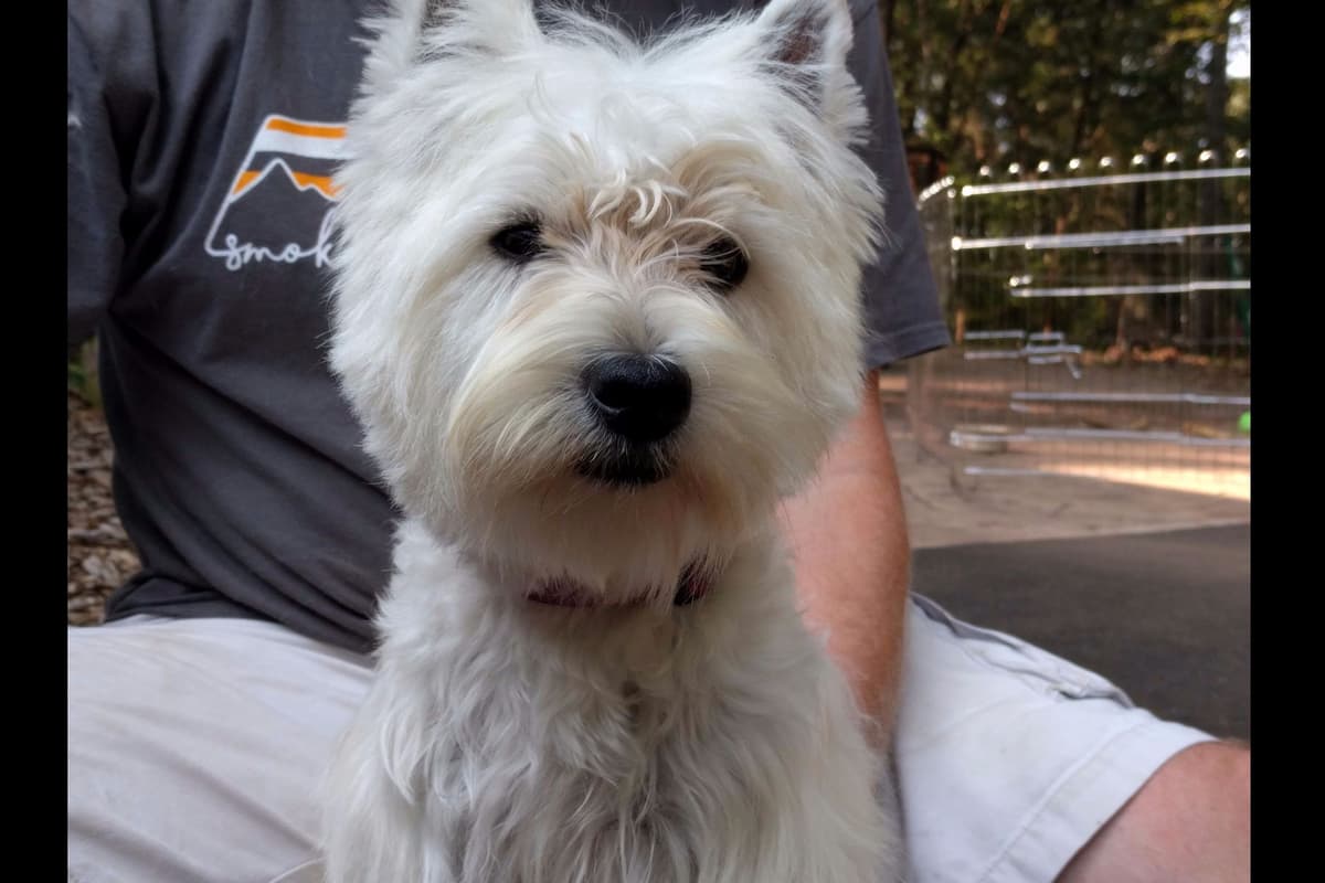 West Highland White Terrier Puppies breeder image 1