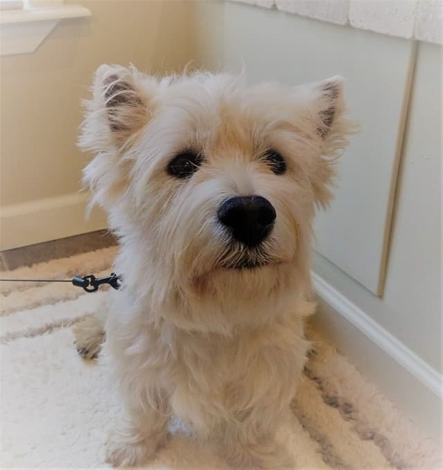 West Highland White Terrier Puppies media 5