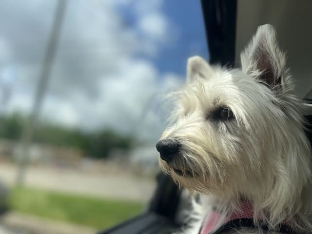 West Highland White Terrier Puppies media 6