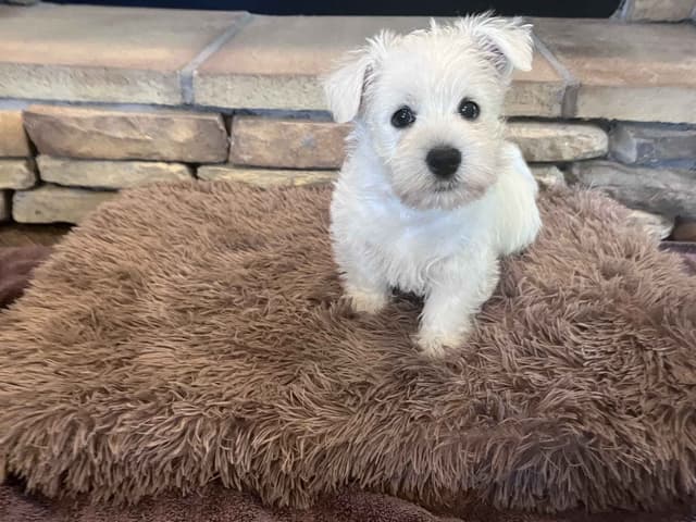 West Highland White Terrier Puppies media 4