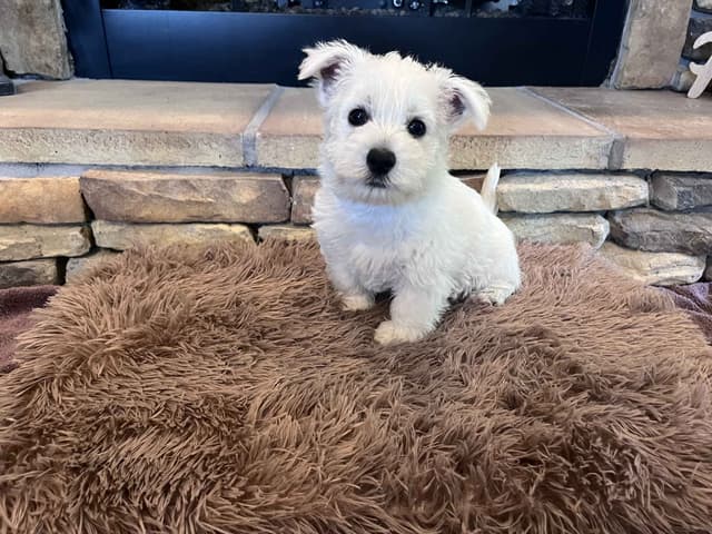 West Highland White Terrier Puppies media 2