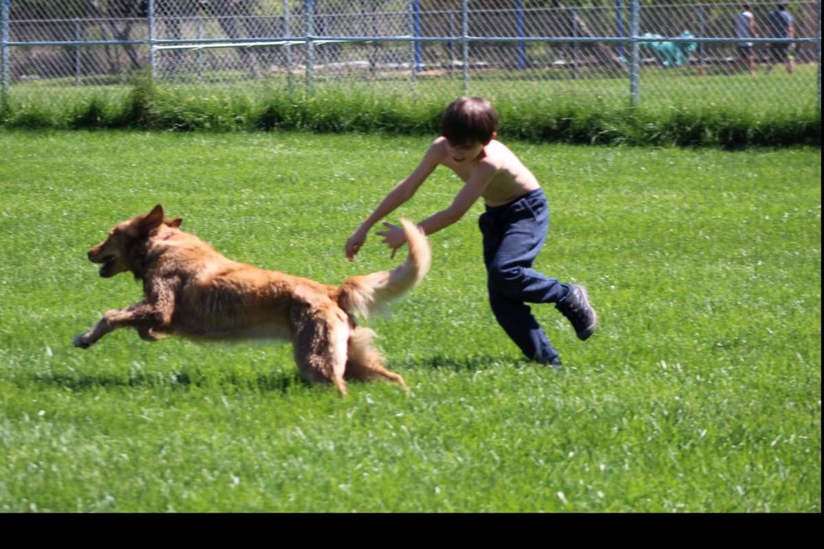 Golden Retriever Puppies breeder image 3