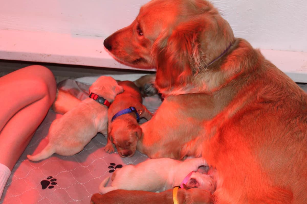 Golden Retriever Puppies breeder image 6