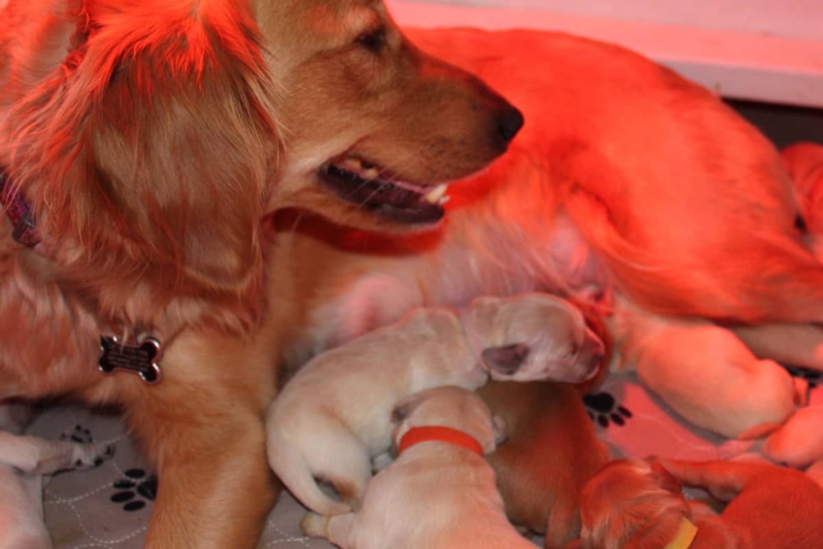 Golden Retriever Puppies breeder image 7