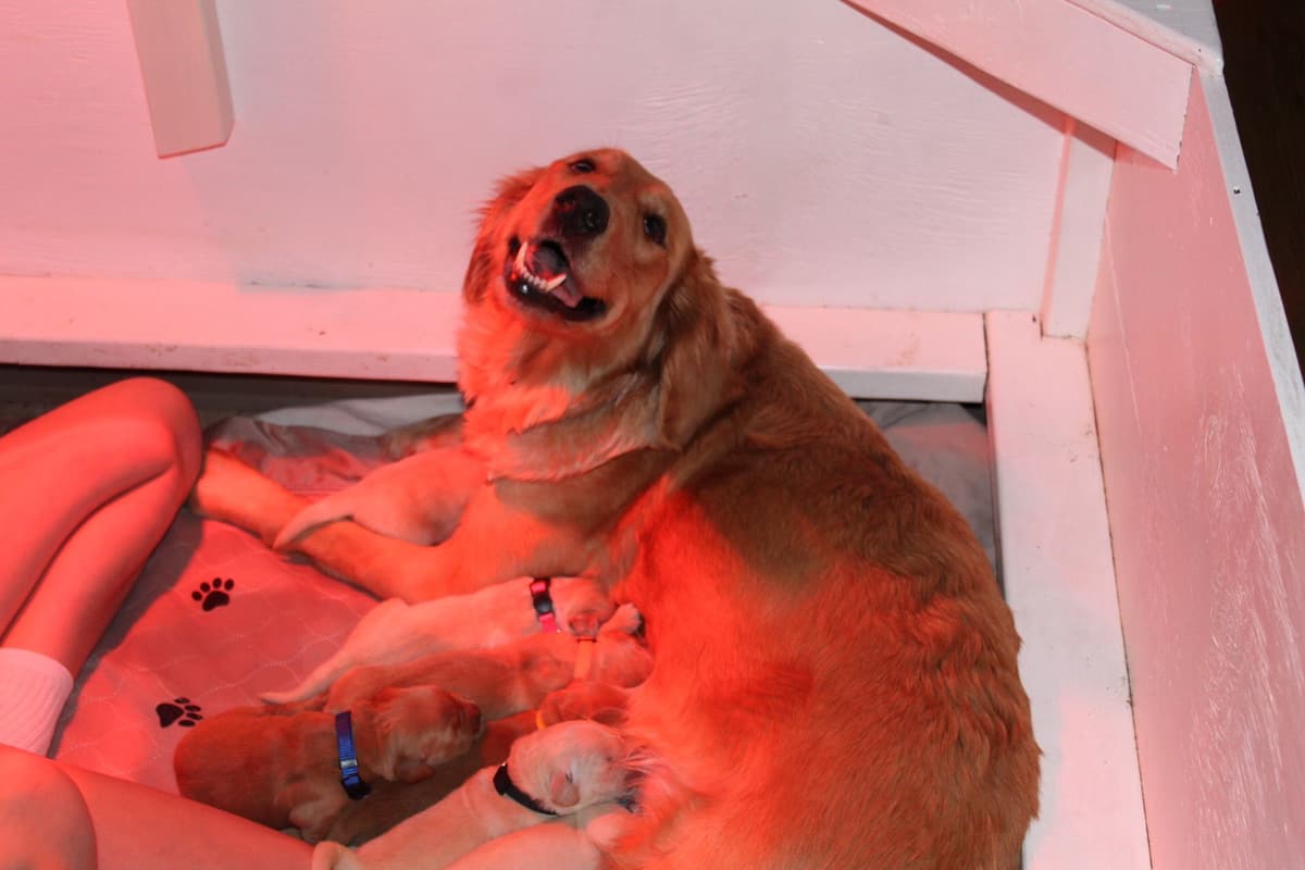 Golden Retriever Puppies breeder image 8
