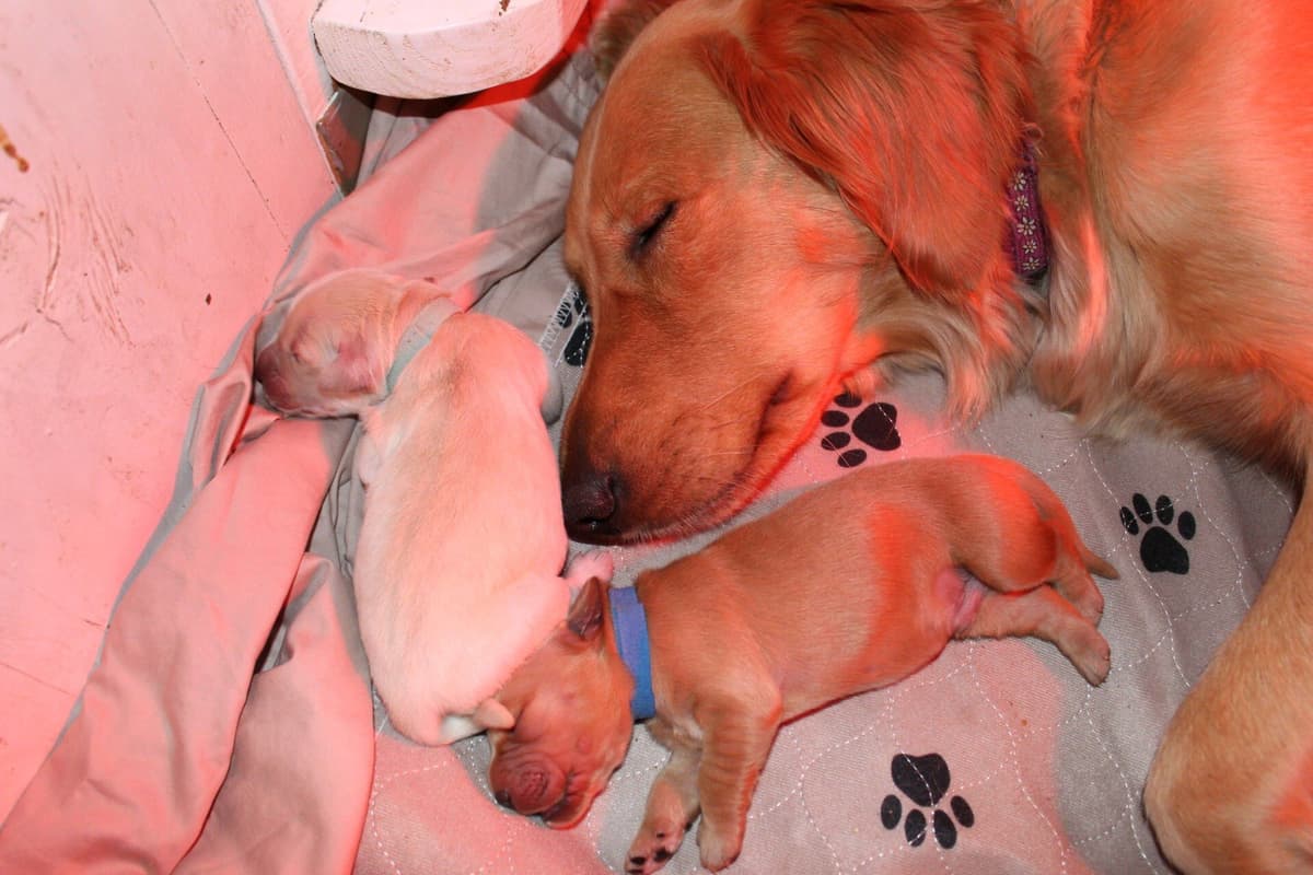 Golden Retriever Puppies breeder image 9
