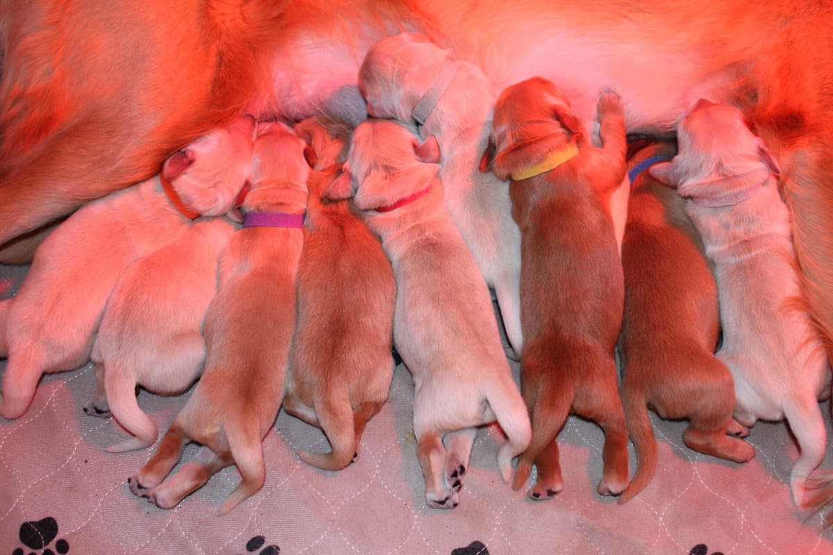 Golden Retriever Puppies breeder image 10