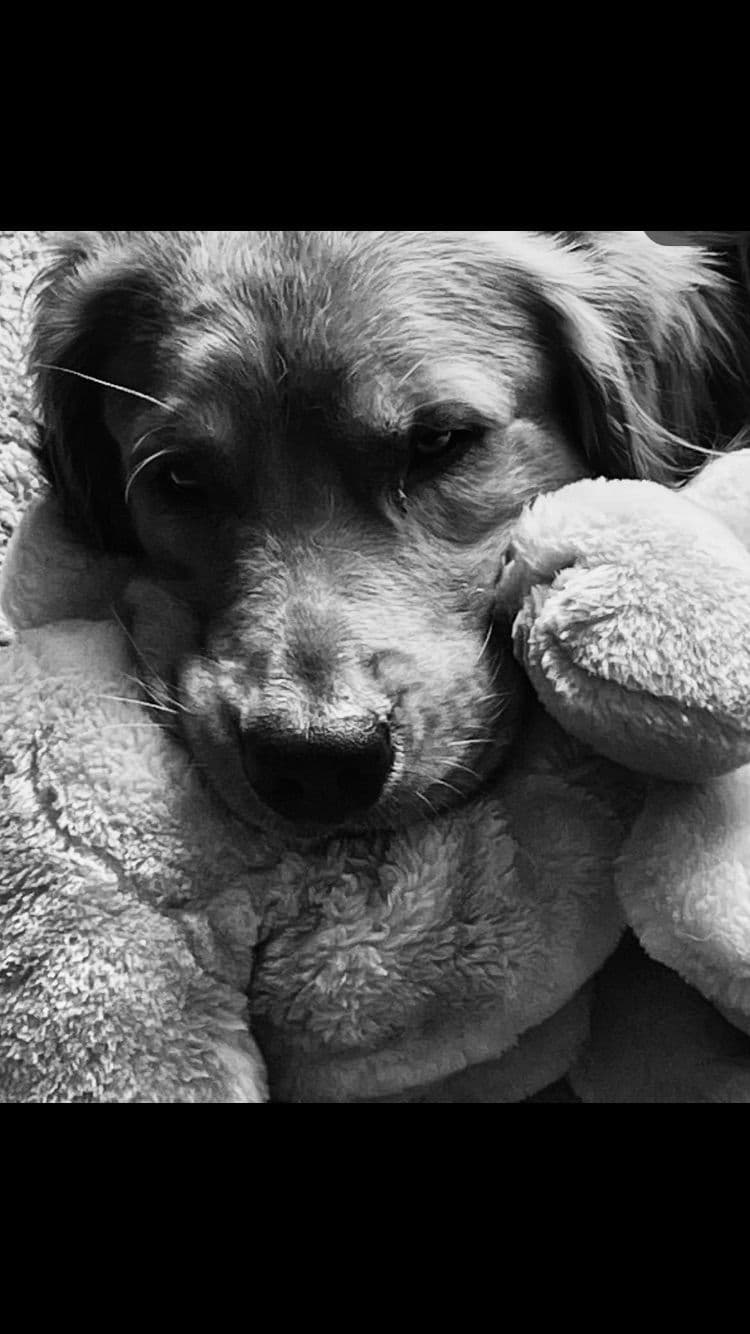 Golden Retriever Puppies breeder image 13