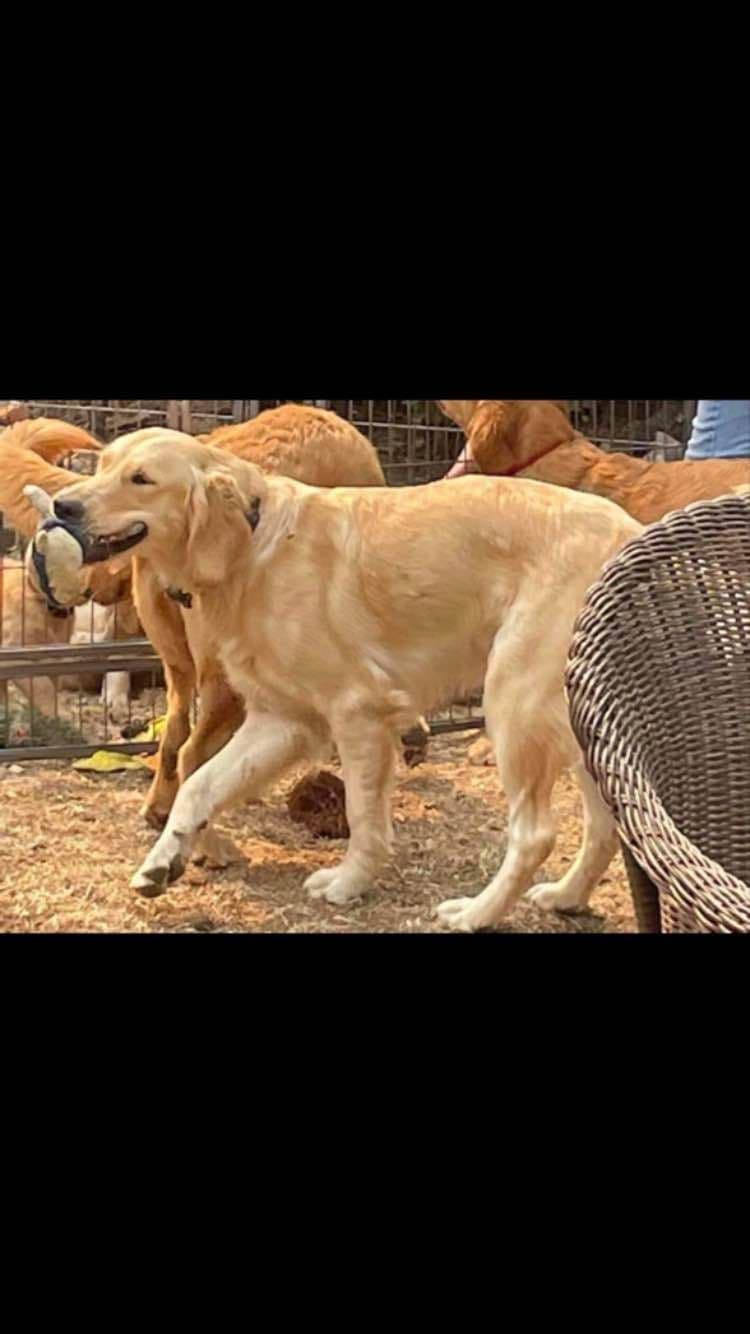 Golden Retriever Puppies breeder image 12