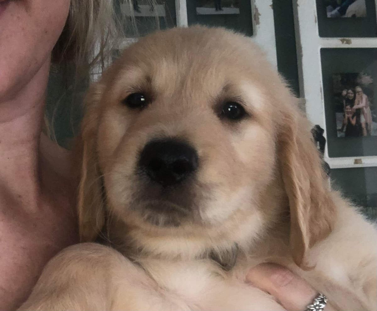 Golden Retriever Puppies breeder image 15
