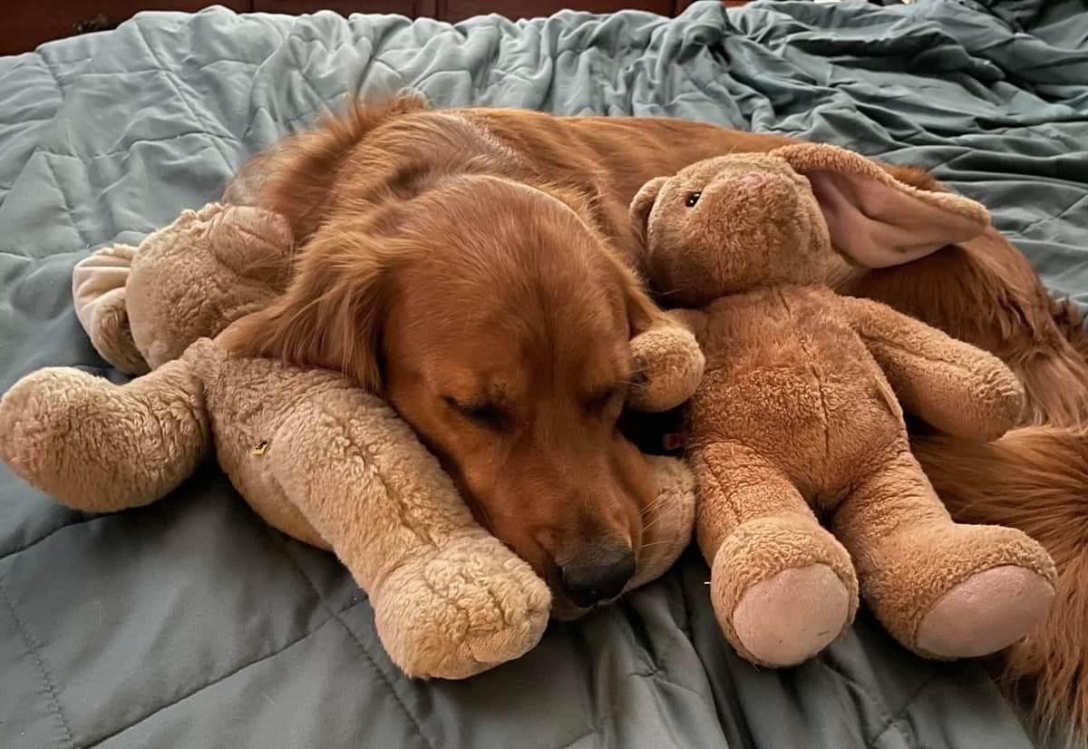 Golden Retriever Puppies breeder image 16