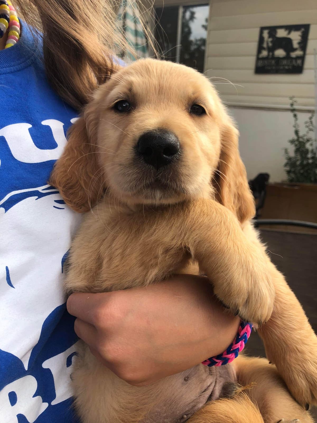 Golden Retriever Puppies breeder image 18