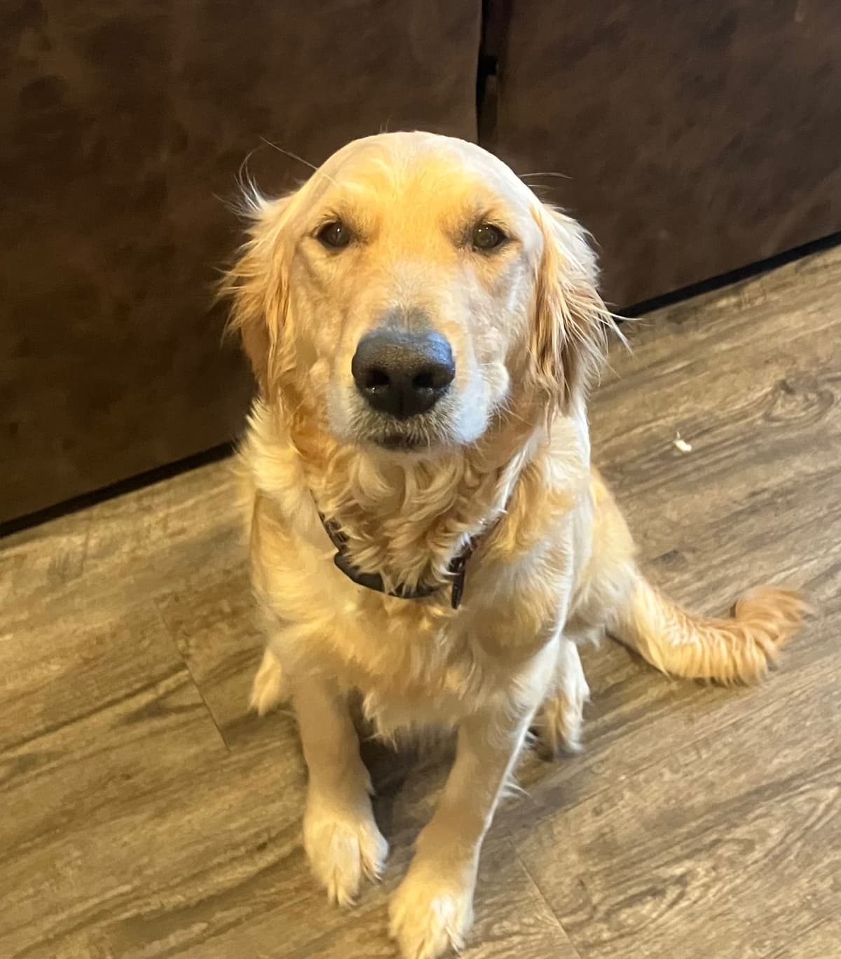 Golden Retriever Puppies breeder image 17