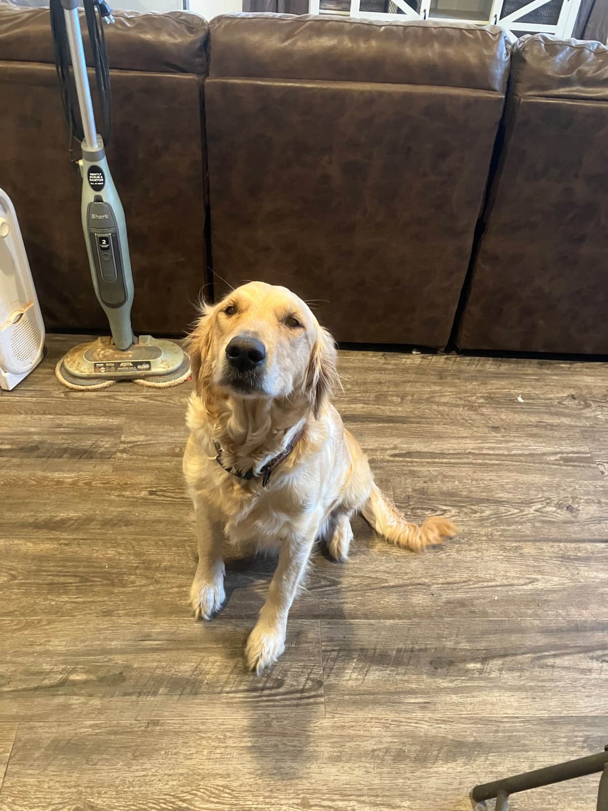Golden Retriever Puppies breeder image 19