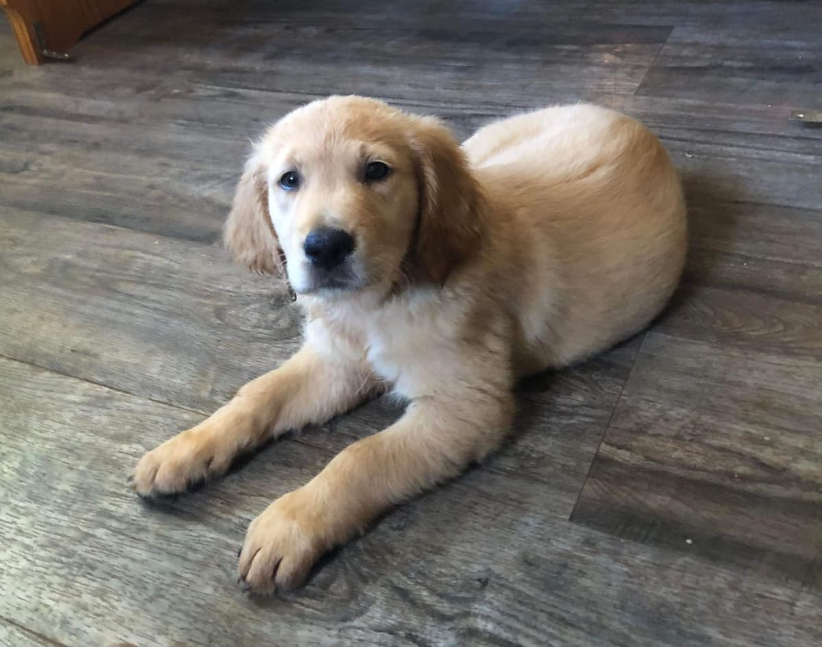 Golden Retriever Puppies breeder image 20