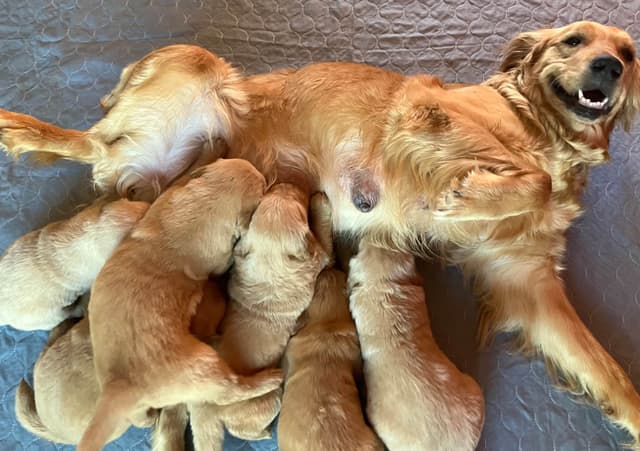 Golden Retriever Puppies media 4