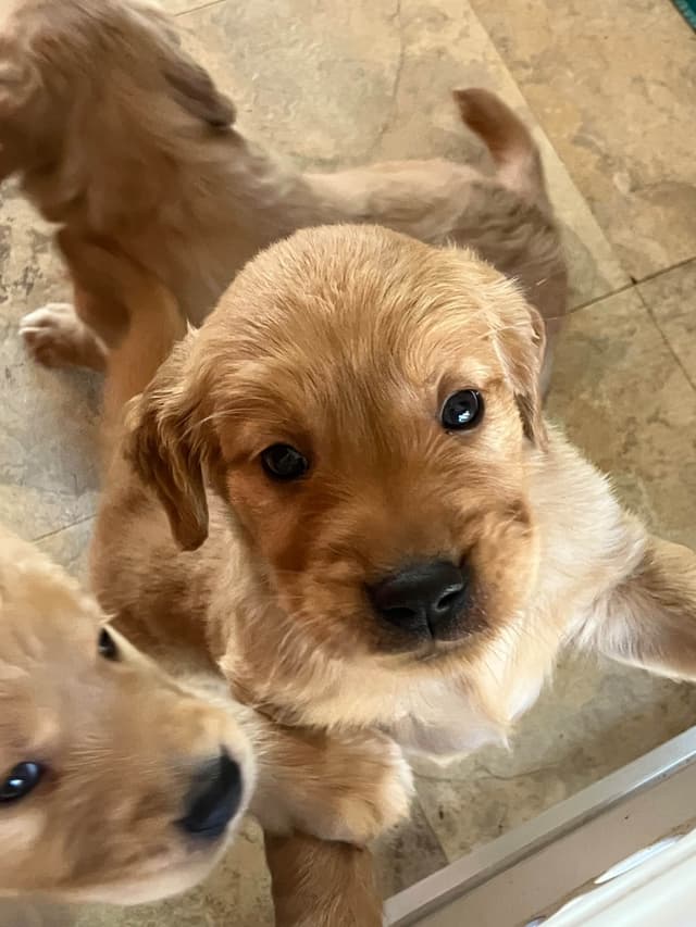 Golden Retriever Puppies media 2
