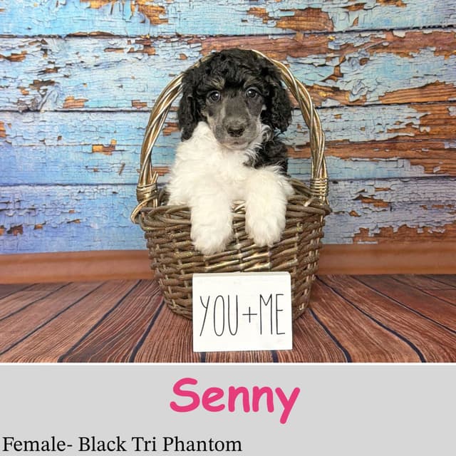 Poodle Puppies media 2