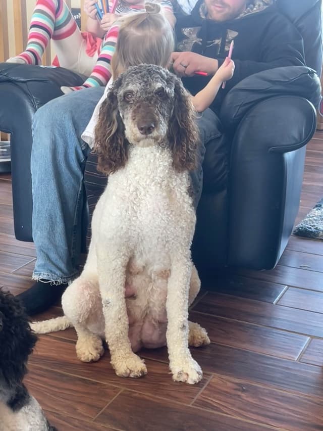 Poodle Puppies media 7