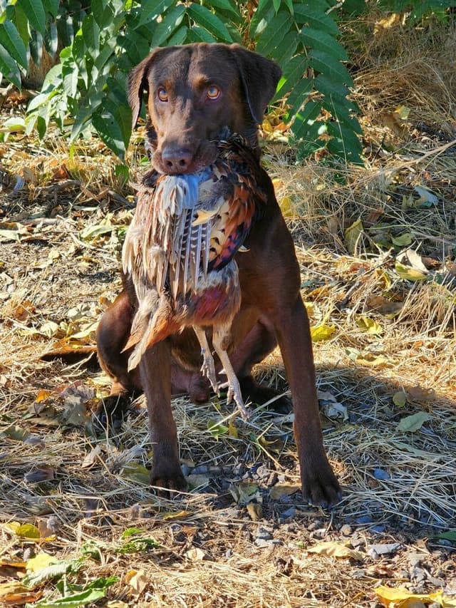 Labrador Retriever Puppies media 6