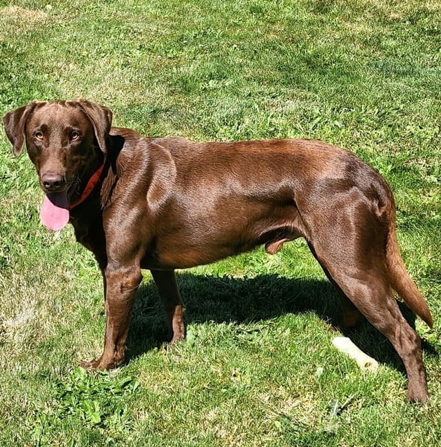 Labrador Retriever Puppies media 7