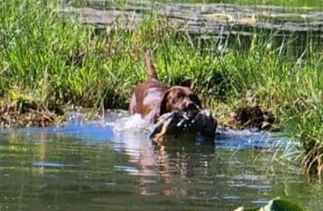 Labrador Retriever Puppies media 10