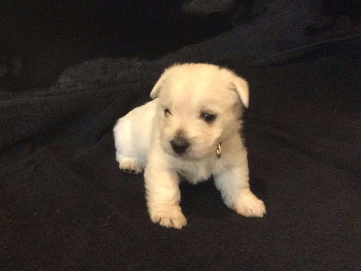 West Highland White Terrier Puppies breeder image 1
