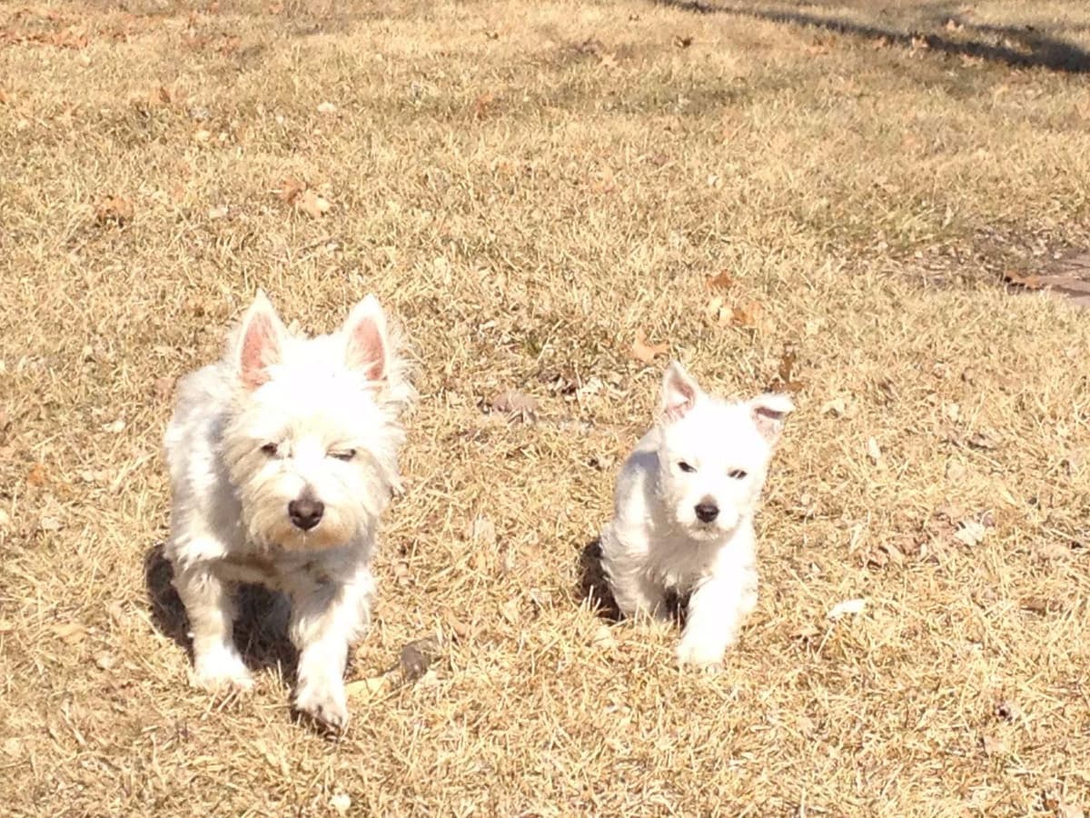 West Highland White Terrier Puppies breeder image 2