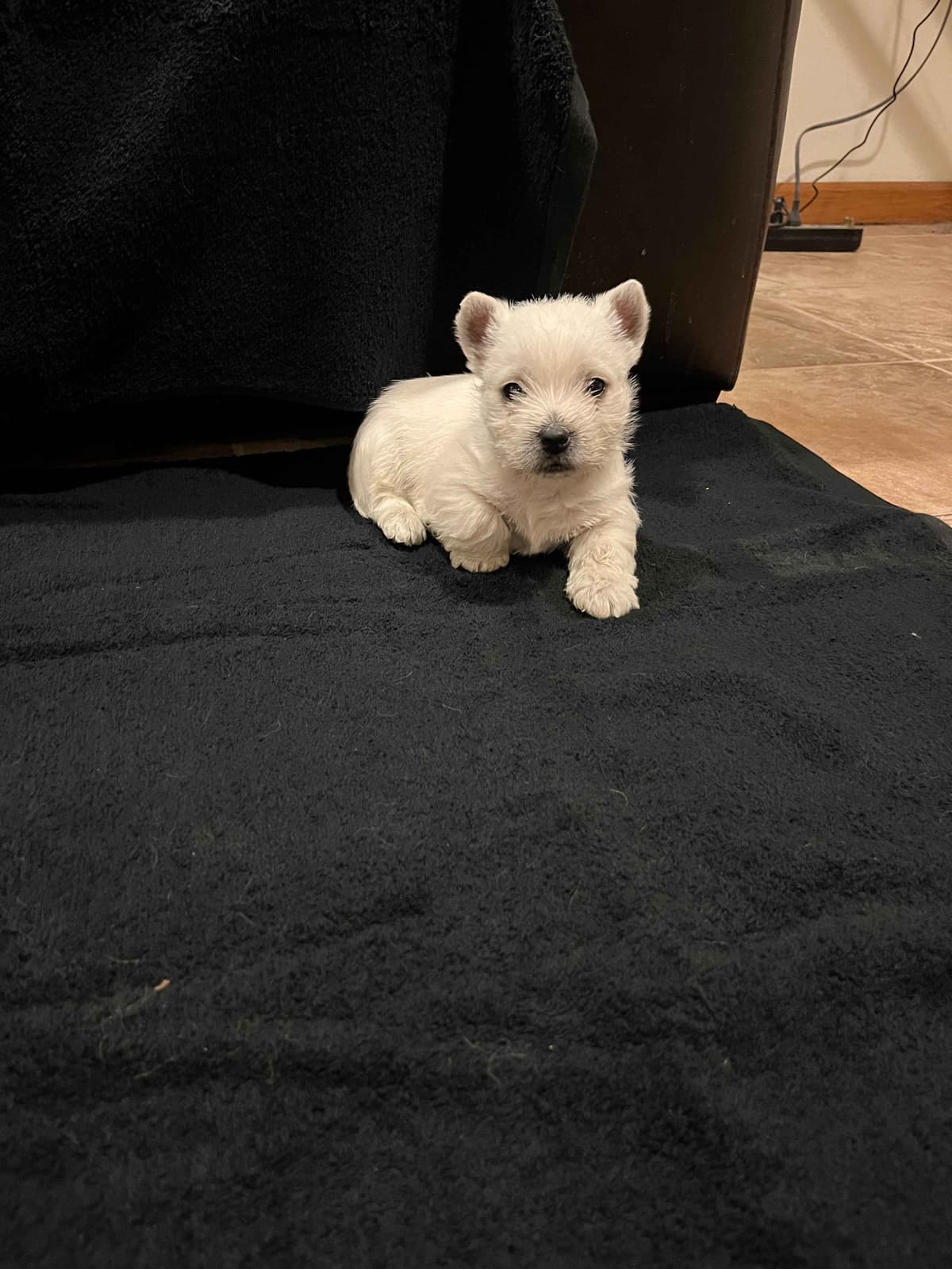 West Highland White Terrier Puppies breeder image 3