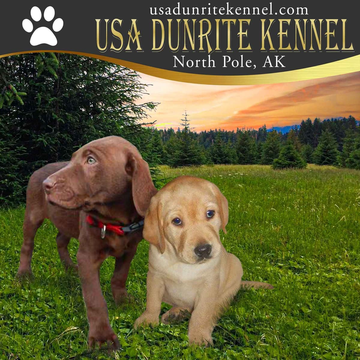 Labrador Retriever Puppies breeder image 1