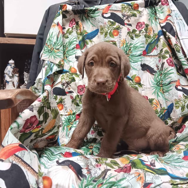 Labrador Retriever Puppies media 2