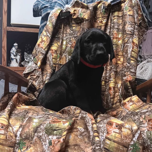 Labrador Retriever Puppies media 2