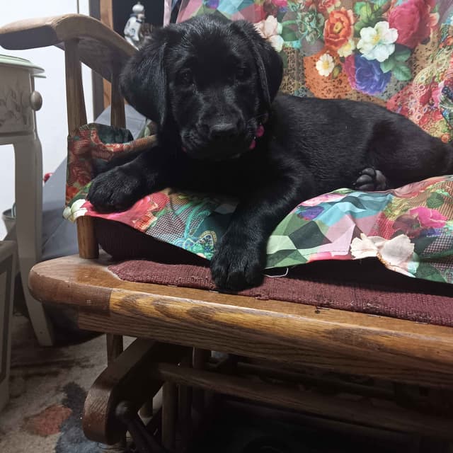 Labrador Retriever Puppies media 3