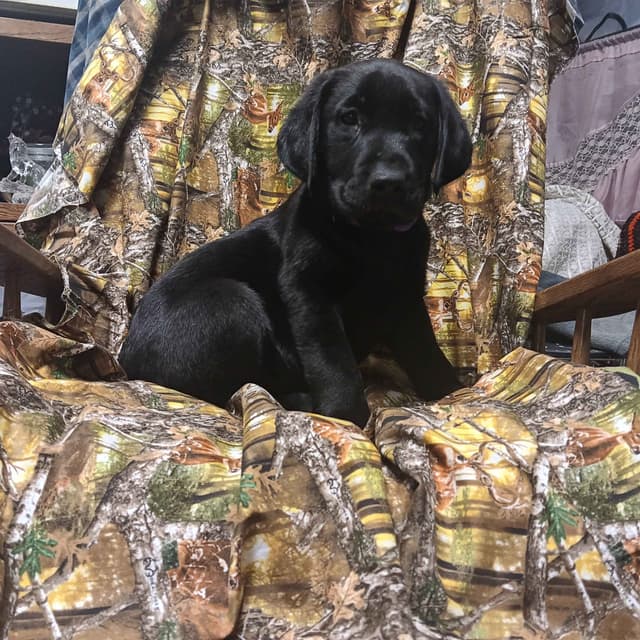 Labrador Retriever Puppies media 4