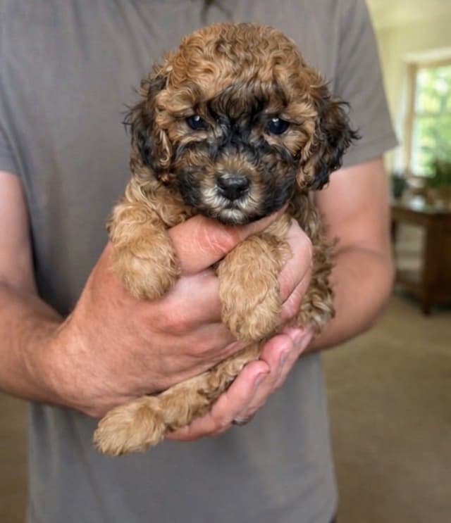 Tiny Toy/Toy Poodle Puppies media 2