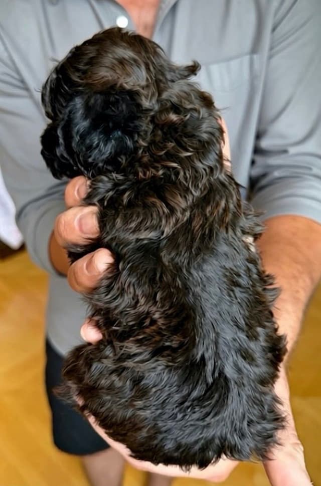 Tiny Toy/Toy Poodle Puppies media 5