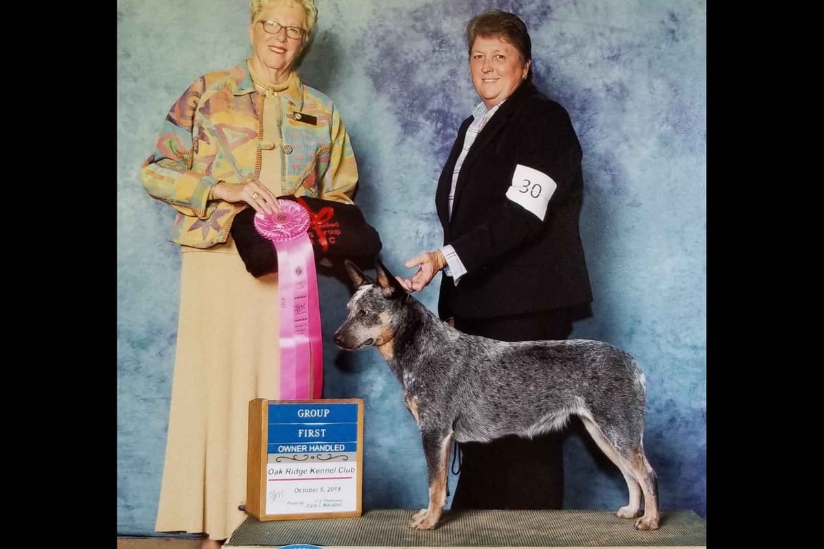 Australian Cattle Dog Puppies breeder image 1