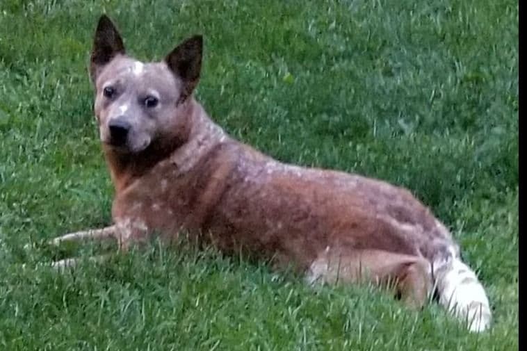 Australian Cattle Dog Puppies breeder image 2