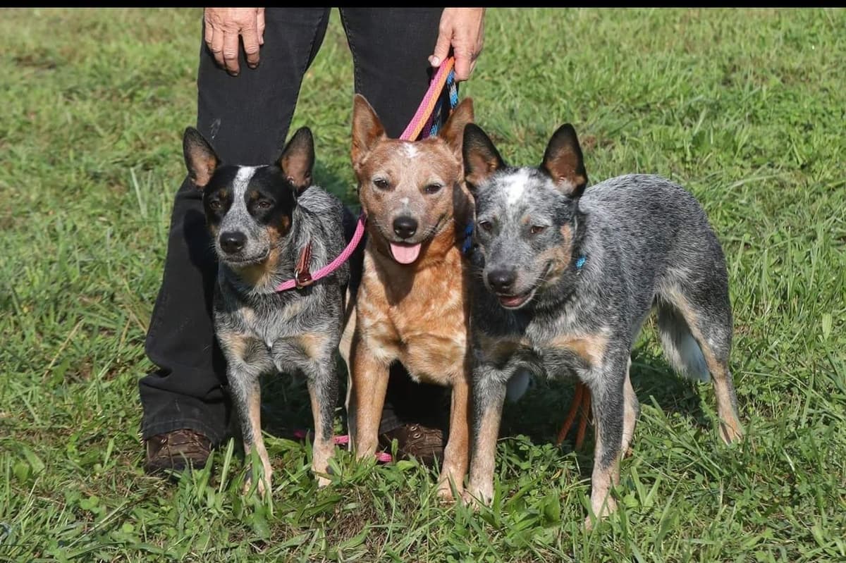 Australian Cattle Dog Puppies breeder image 3