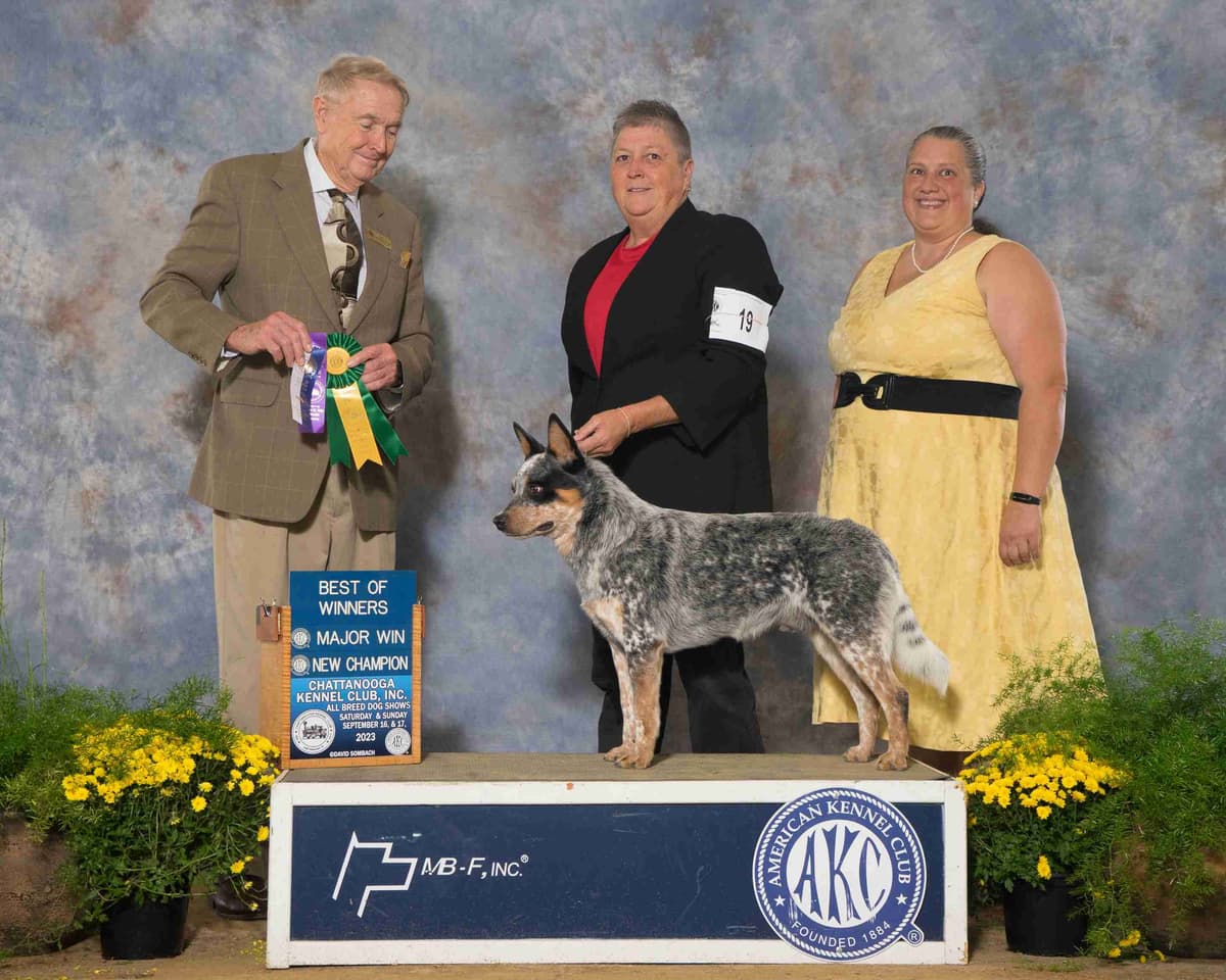 Australian Cattle Dog Puppies breeder image 5