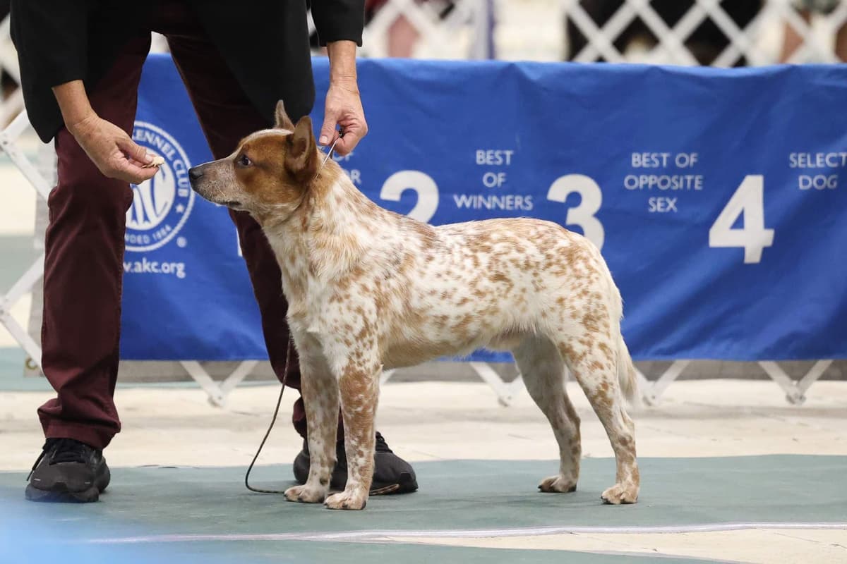 Australian Cattle Dog Puppies breeder image 6