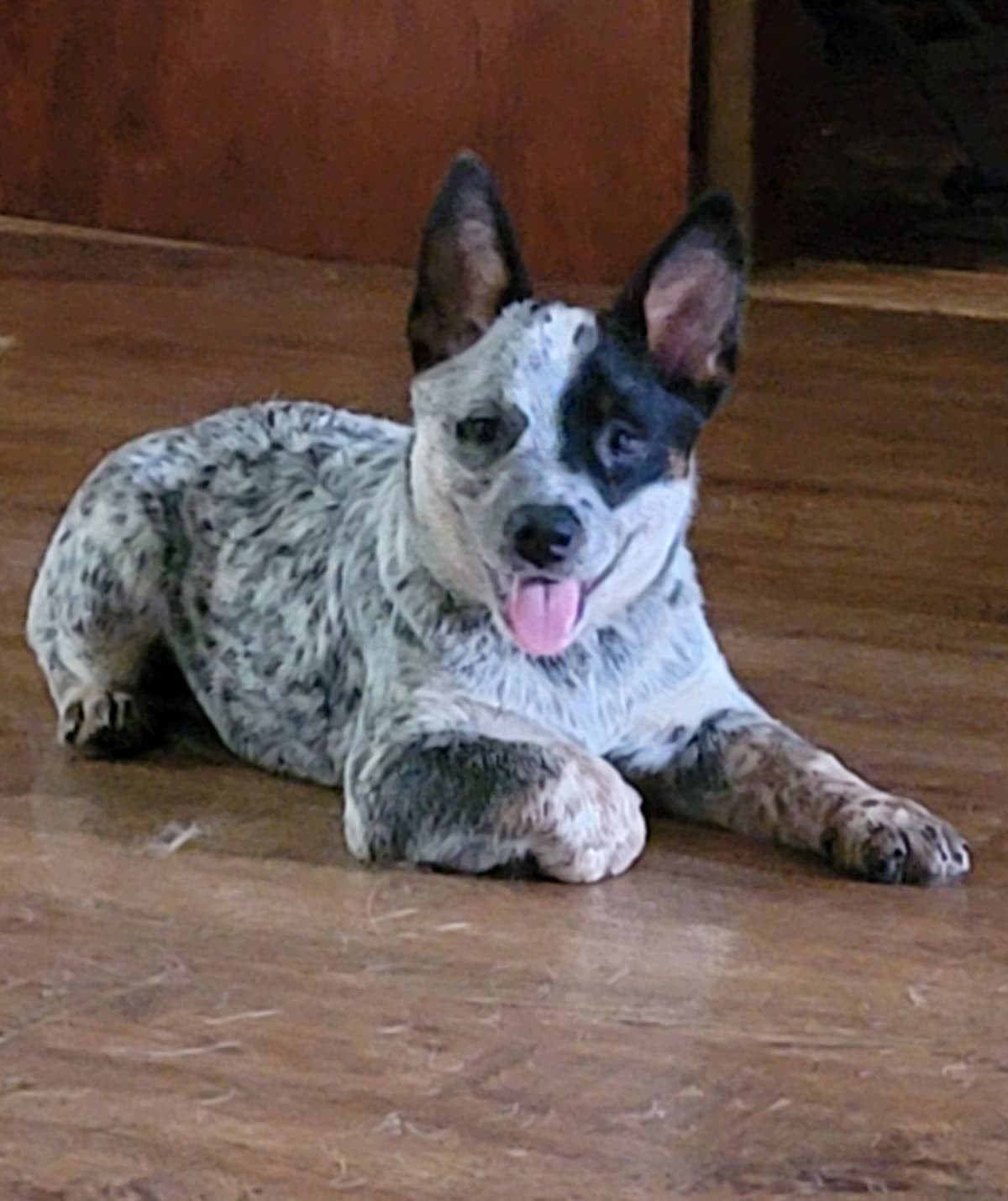 Australian Cattle Dog Puppies breeder image 7