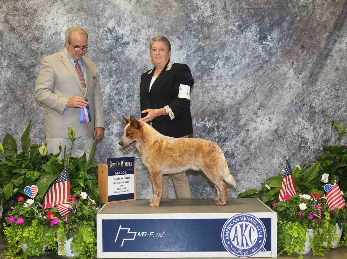 Australian Cattle Dog Puppies breeder image 9