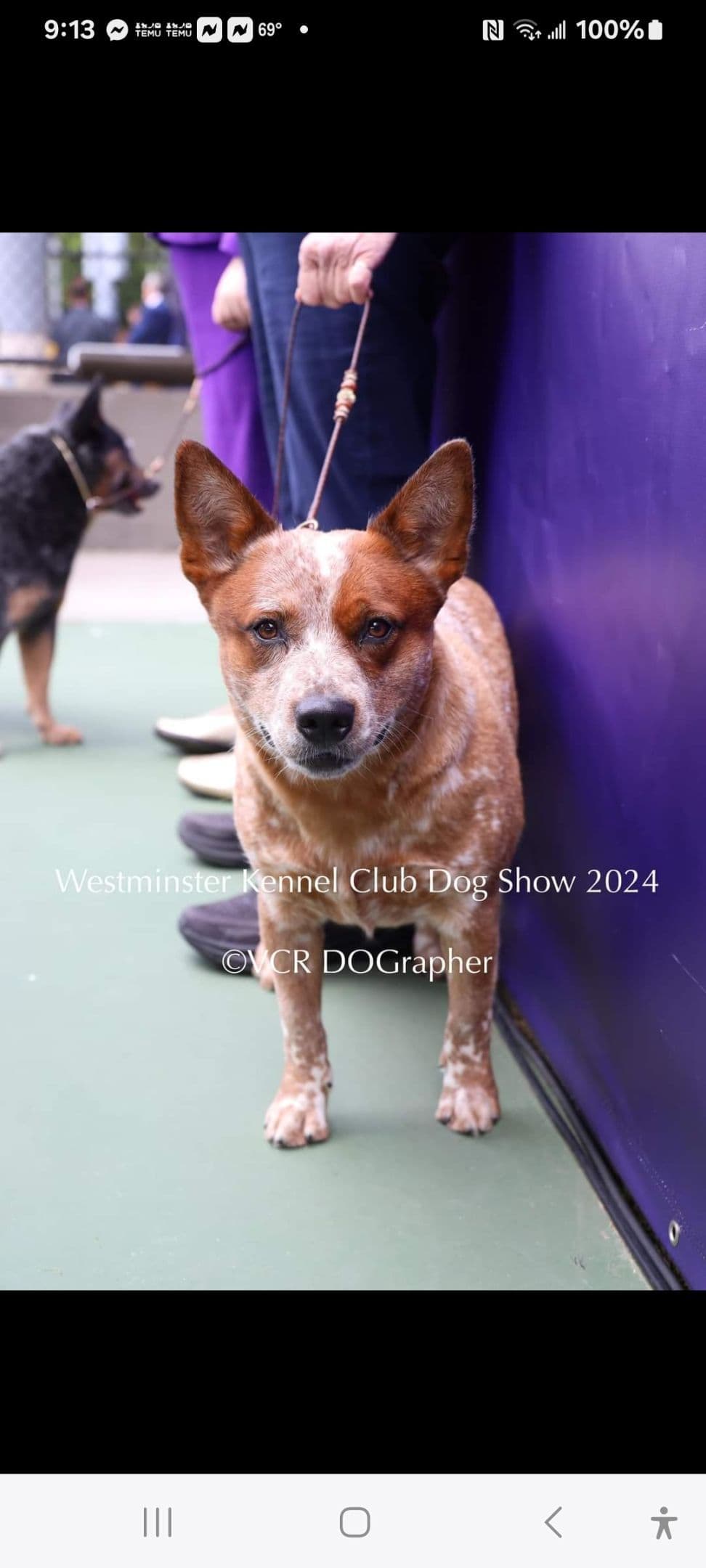Australian Cattle Dog Puppies breeder image 10