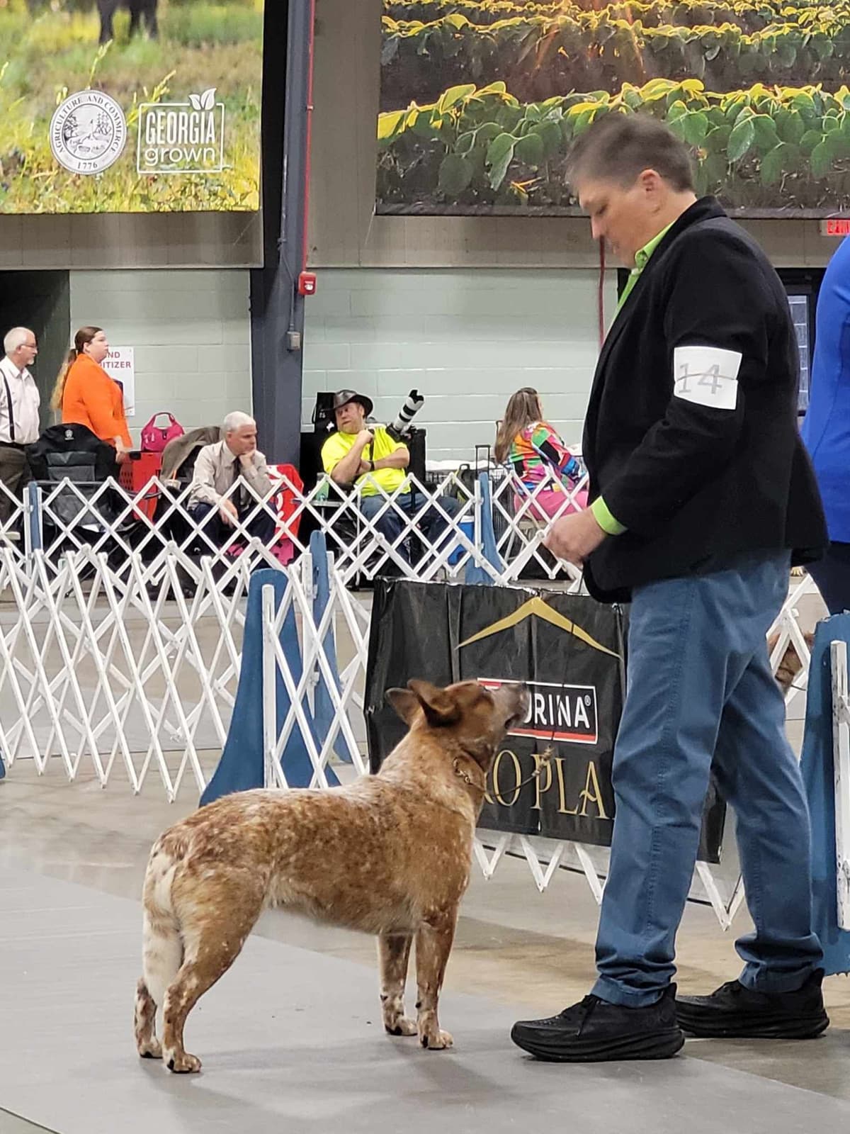 Australian Cattle Dog Puppies breeder image 24