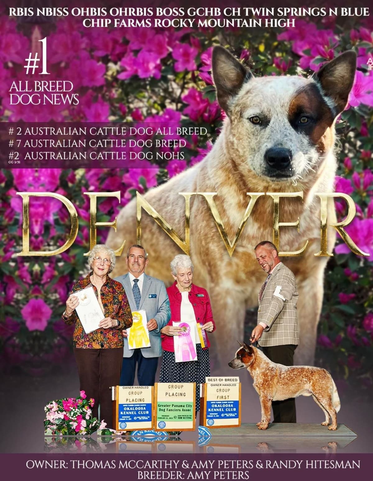 Australian Cattle Dog Puppies breeder image 26