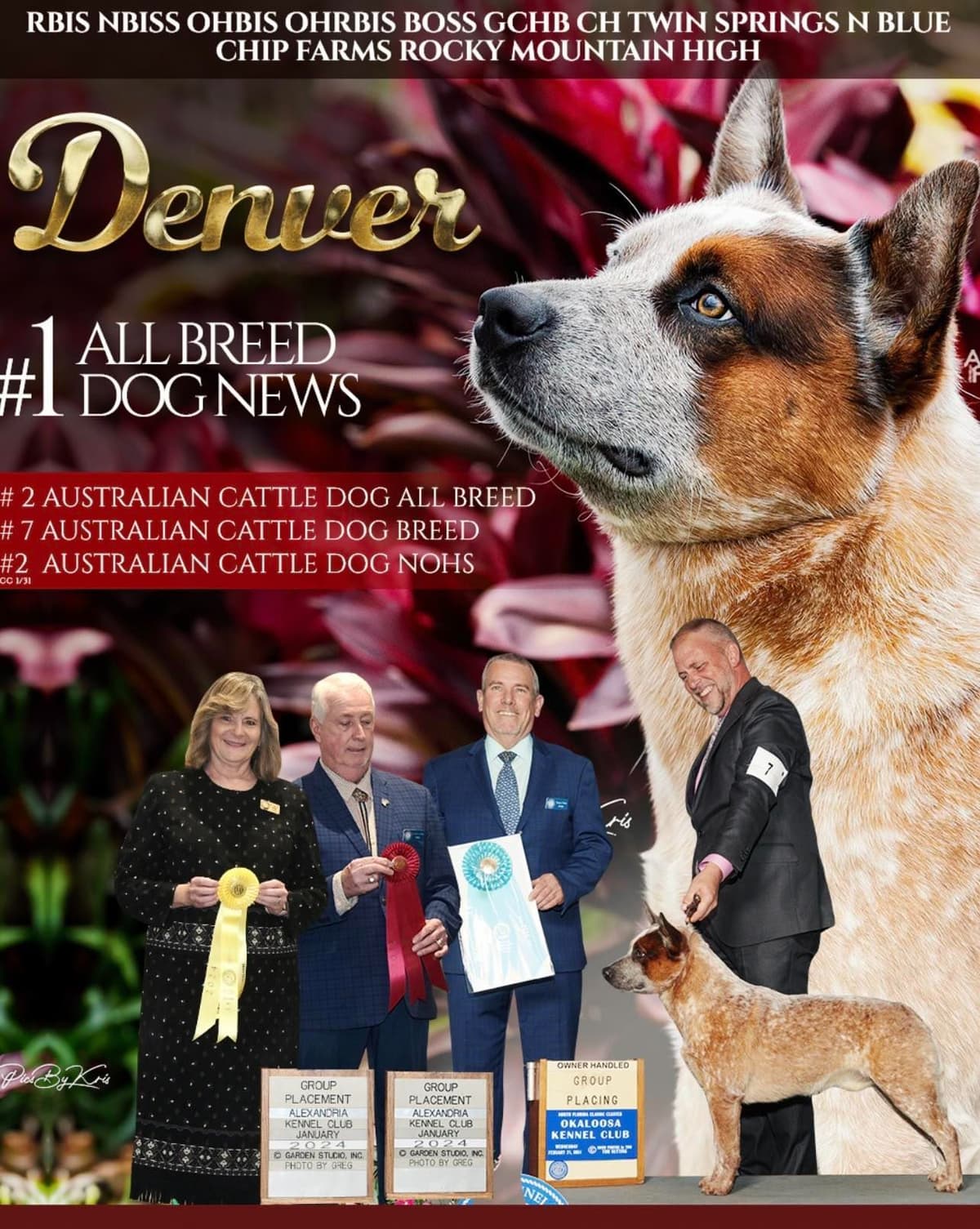 Australian Cattle Dog Puppies breeder image 25